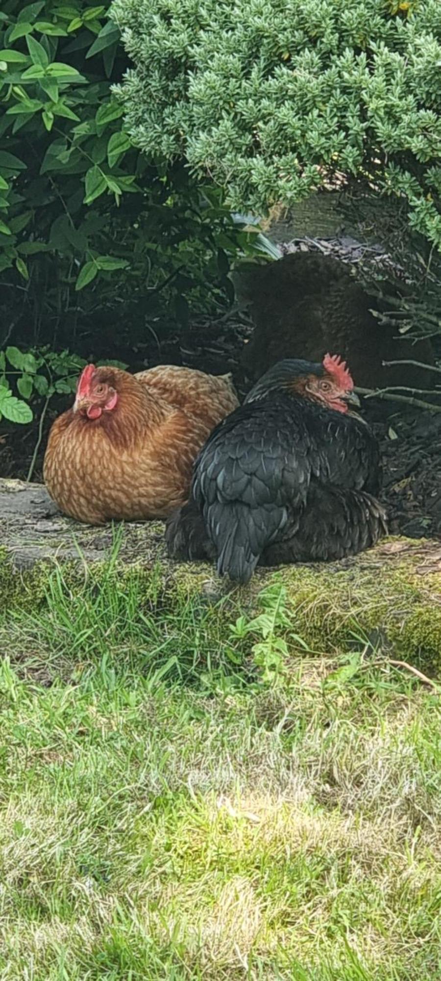 Gites Ferme De La Baie Roz-sur-Couesnon Exteriör bild
